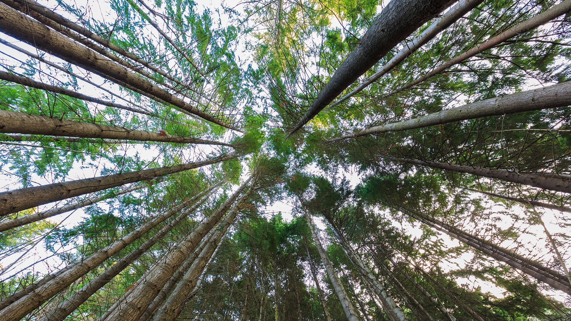Sicaro-Sustainability-Forest Sicaro USA Sustainalbe wood